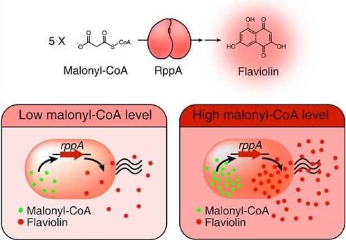 Type III polyketide synthase (RppA) as a malonyl-CoA biosensor