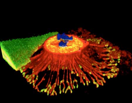 Three-dimensional projection of a cancer cell