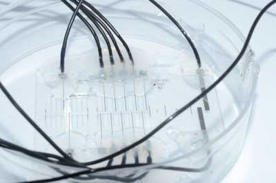 Nerve-On-A-Chip