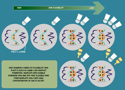 droplet formation in vitro with different types and sequences of DNA