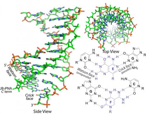 Janus Gamma Peptide Nucleic Acid