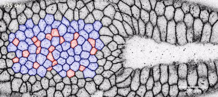This is a top view of modified and natural invagination