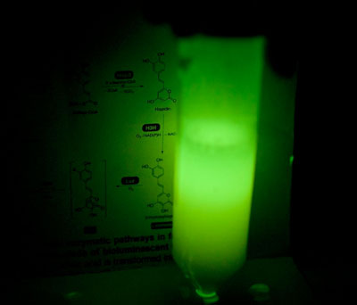 Artificially Glowing Yeast Cells in a Test Tube