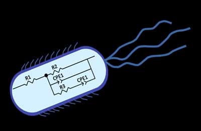 Treating Microbes as Electrochemical Entities