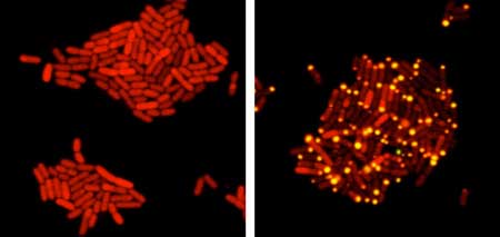 E. coli bacteria infected with eavesdropping virus