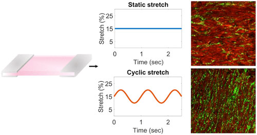 vascular networks formed by a coculture of fibroblasts and endothelial cells embedded in three-dimensional biomaterials experiencing external, physiologically relevant forces