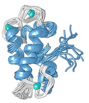 A structural model of the compact metal-bound form of the lanmodulin protein