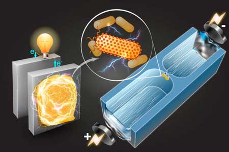 A microfluidic technique quickly sorts bacteria based on their capability to generate electricity