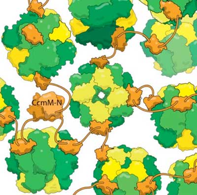 cyanobacterial protein CcmM (orange) binds to fully assembled RuBisCo enzymes (yellow and green) without dislodging RbcS subunits (yellow)