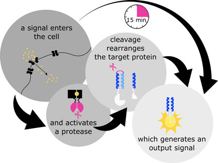 Scheme of the concept of Split protease coiled coil cell processing logic