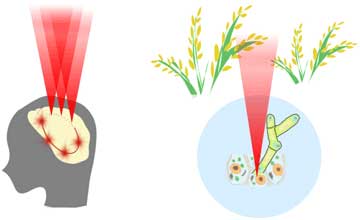 Illustration of optical stimulation of cell activity in human brain and plant cells by holographic optogenetics