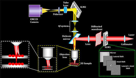 Concept of the SIFOM for making cell manipulation technology combining 3D fluorescence observation and 3D stimulation