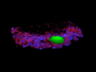 Measuring stress around cells