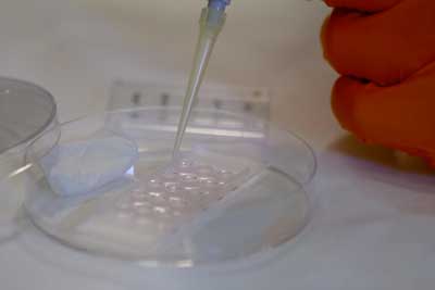 New Hydrogel For Liver Cell Culture On Microchips
