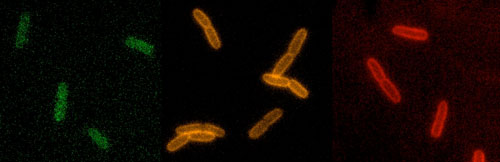 The cell walls in living bacteria light up green, orange and red with three different types of RfDAA probes