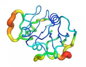the protein dihydrofolate reductase