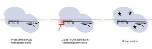 Improving ABE's specificity with preassembled ABE ribonucleoproteins, modified guide RNAs, and a different version of the DNA-cutting protein
