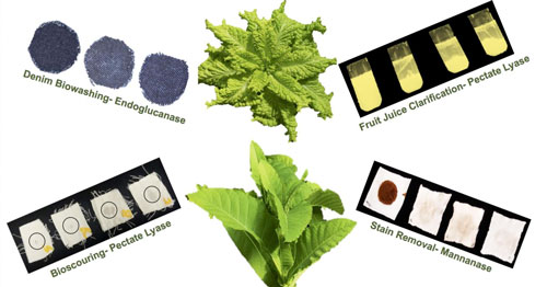 Everyday Enzymes Grown In Plants