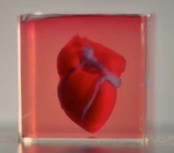 A 3D-printed, small-scaled human heart engineered from the patient's own materials and cells