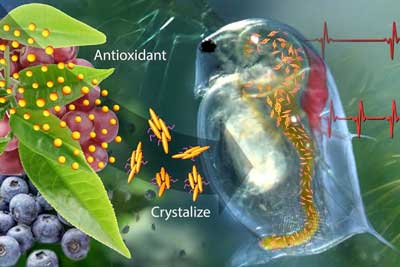 crystalized catechin can sense trouble and respond by releasing antioxidant