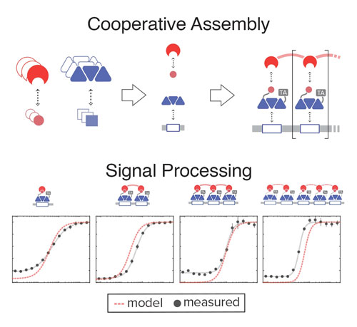 Illustration of the engineered cooperative self-assembly system