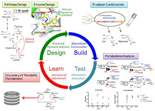 A Design, Build, Test, Learn workflow enabled improvement of alkaloid production