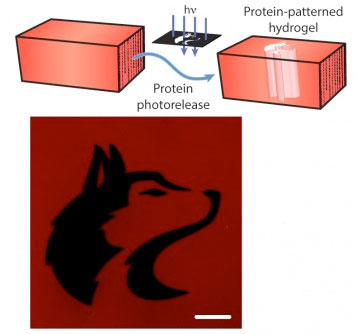 Photorelease of proteins from a hydrogel
