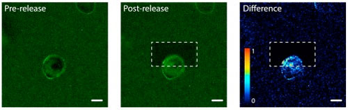 Photorelease of epidermal growth factor (EGF) proteins on one side of a human cell