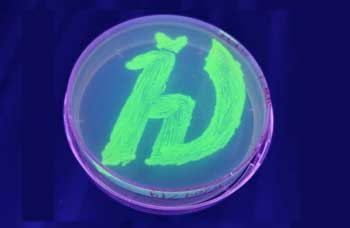Petri Dish with fluorescent Bacteria