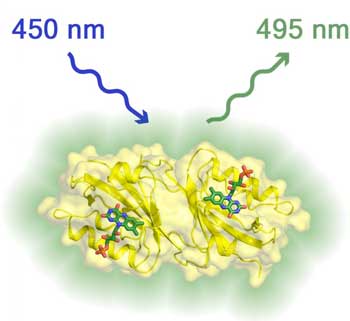 3D structure of the a fluorescent protein.