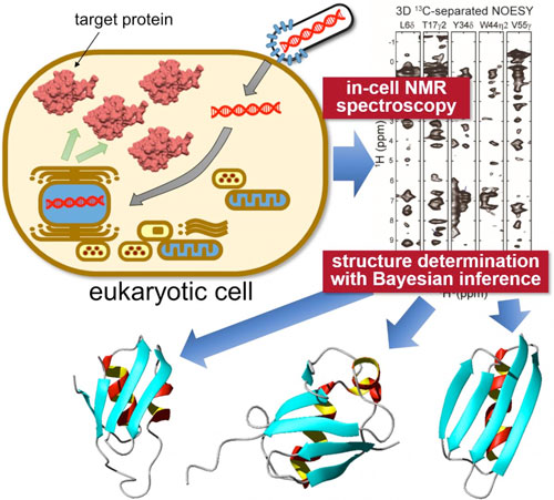 In-situ measurement of 3D protein structure inside living eukaryotic cells