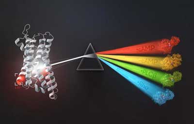 G-proteins bind to particular G-protein coupled receptors