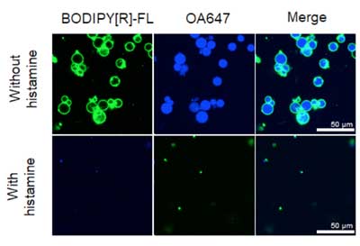 artificial cells to detect histamine