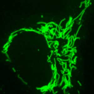 Frankenbody Mitochondria