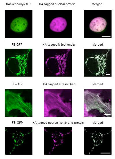 Frankenbodies (green) label nuclear proteins, mitochondria, stress fibers and neuron membranes in living cells
