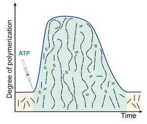 the lifetime of programmable structural dynamics can be infinitely varied in this DNA-based system