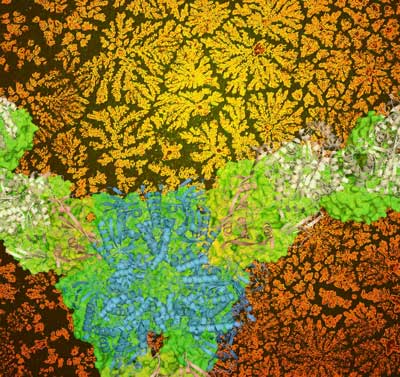 Flower-Shaped Biomaterials