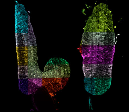 Two virtual right-angled cross-sections through the complete nervous system of a fruit fly larva
