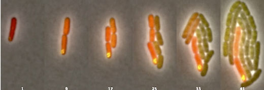 asymmetric plasmid partitioning prompts a single Escherichia coli bacterium to divide into two genetically distinct types of bacteria