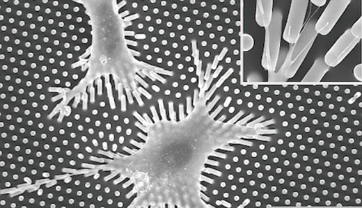 Elastic polydimethylsiloxane (PDMS) micropillars seeded with vascular muscle cells