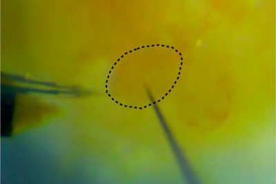 Cell Internal Thermometer