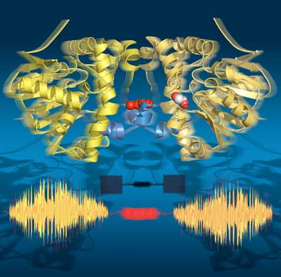 enzyme