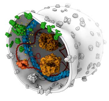 Artist's Impression of a Synthetic Cell