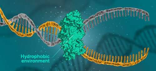 A DNA Molecule Opening up in a Hydrophobic Environment