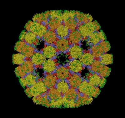 Herpes Virus