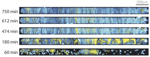 Representative fluorescence images of cells growing in an open microfluidic device