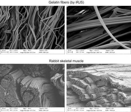 Microscale comparison of gelatin fibers (top) and natural rabbit skeletal muscle (bottom)