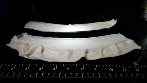 Gelatin Fibers