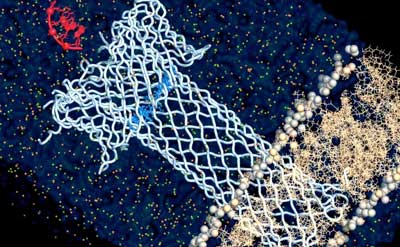 Molecular Simulation of An Engineered Aerolysin Pore Translocating DNA