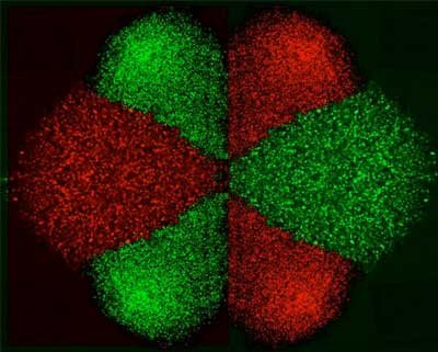 a dynamic pattern of different cell types isolated and deposited using Micro-electro-fluidic Probe (MeFP)